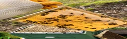 Mixed Breed invertebrates for sale: 6 Frame Overwintered National Nucleus of Bees 2027 - Advert 3