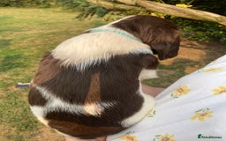 English Springer Spaniel dogs for sale: English Springer Spaniel Puppies - Image 14