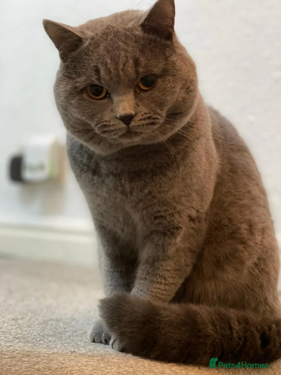 British Shorthair cats for stud: Pure BSH for Stud CCTV in Bradford - Advert 7