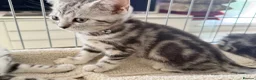 British Shorthair cats for sale: Outstanding GCCF Champion BSH Silver Tabby Kittens - Advert 15