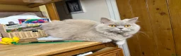 British Longhair cats for sale: Gorgeous lilac BLH female  - Advert 4