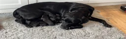 Labrador Retriever dogs for sale: Gorgeous Labrador Puppies  - Advert 1