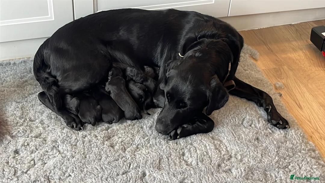 Labrador Retriever dogs for sale: Gorgeous Labrador Puppies  - Advert 1