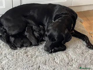 Labrador Retriever dogs Gorgeous Labrador Puppies - Advert 1