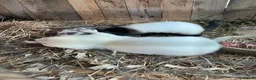 Ferret rodents for sale: Baby ferrets - Advert 5