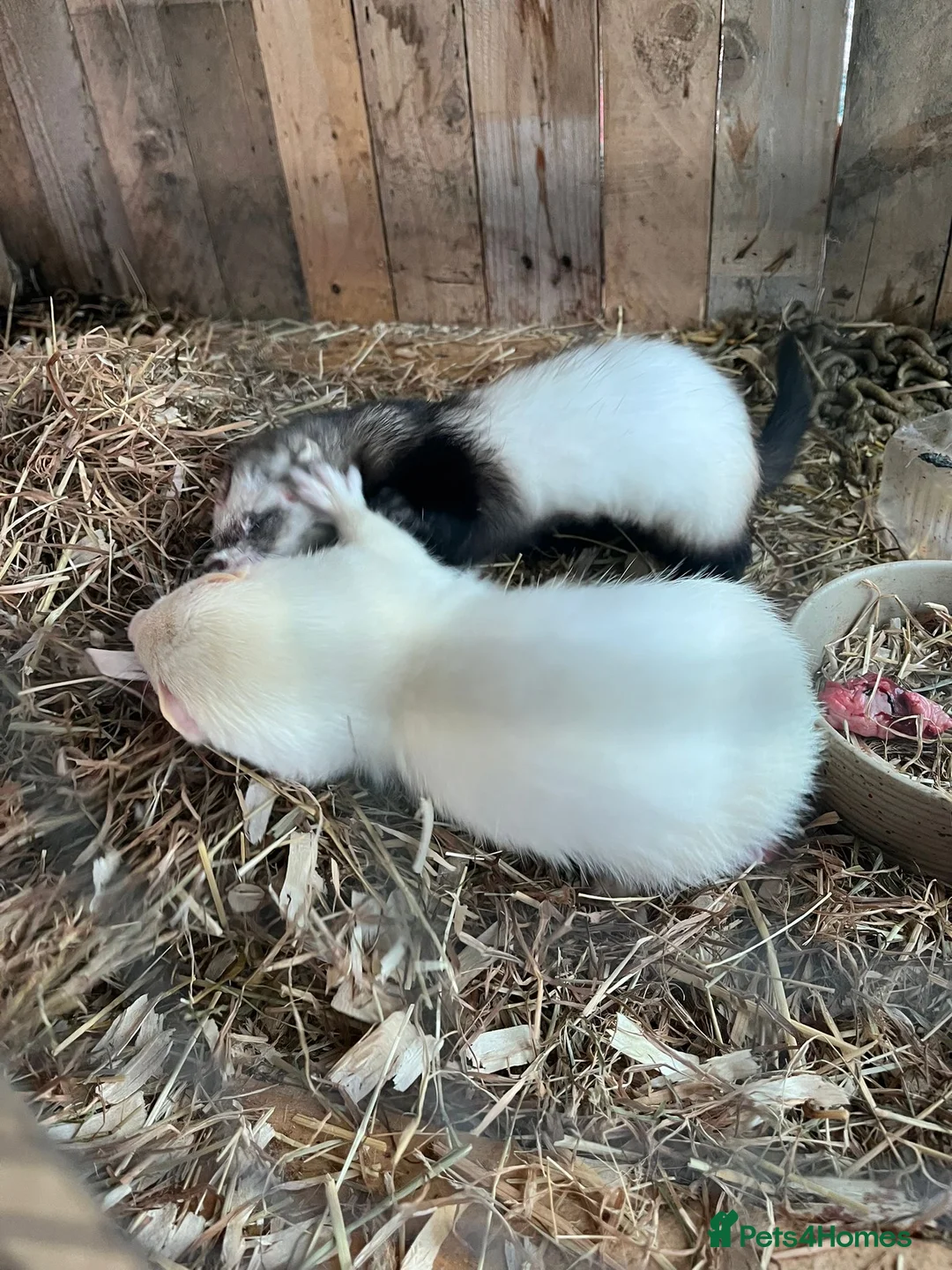 Ferret rodents for sale: Baby ferrets - Advert 5