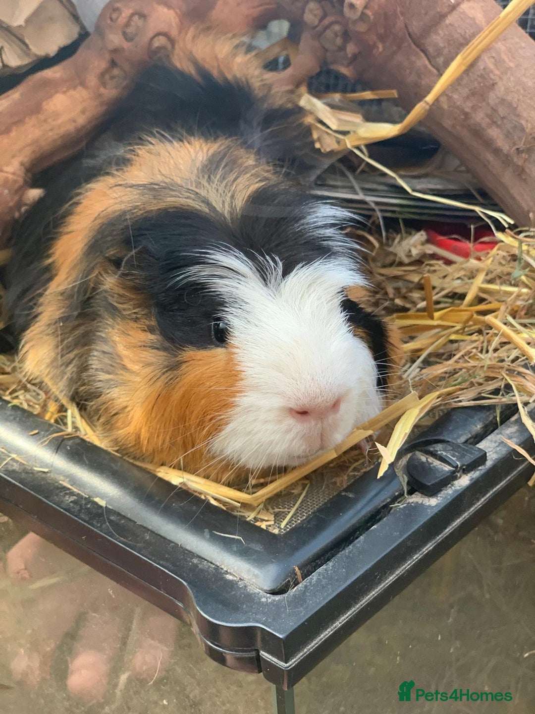 Guinea Pig rodents for sale: Selection of guinea pigs  - Advert 6