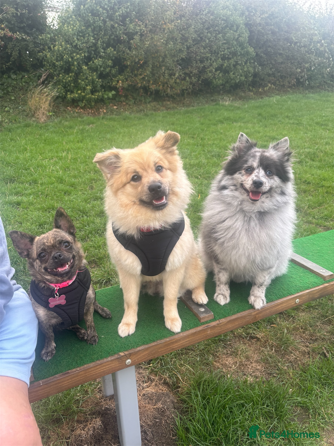 Mixed Breed dogs for sale: Pomeranian cross - Image 2