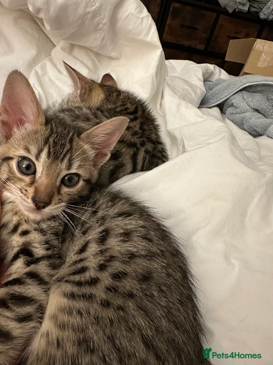 Bengal cats for sale: Sepia Bengal X Savannah kittens Extremely rare  - Advert 32