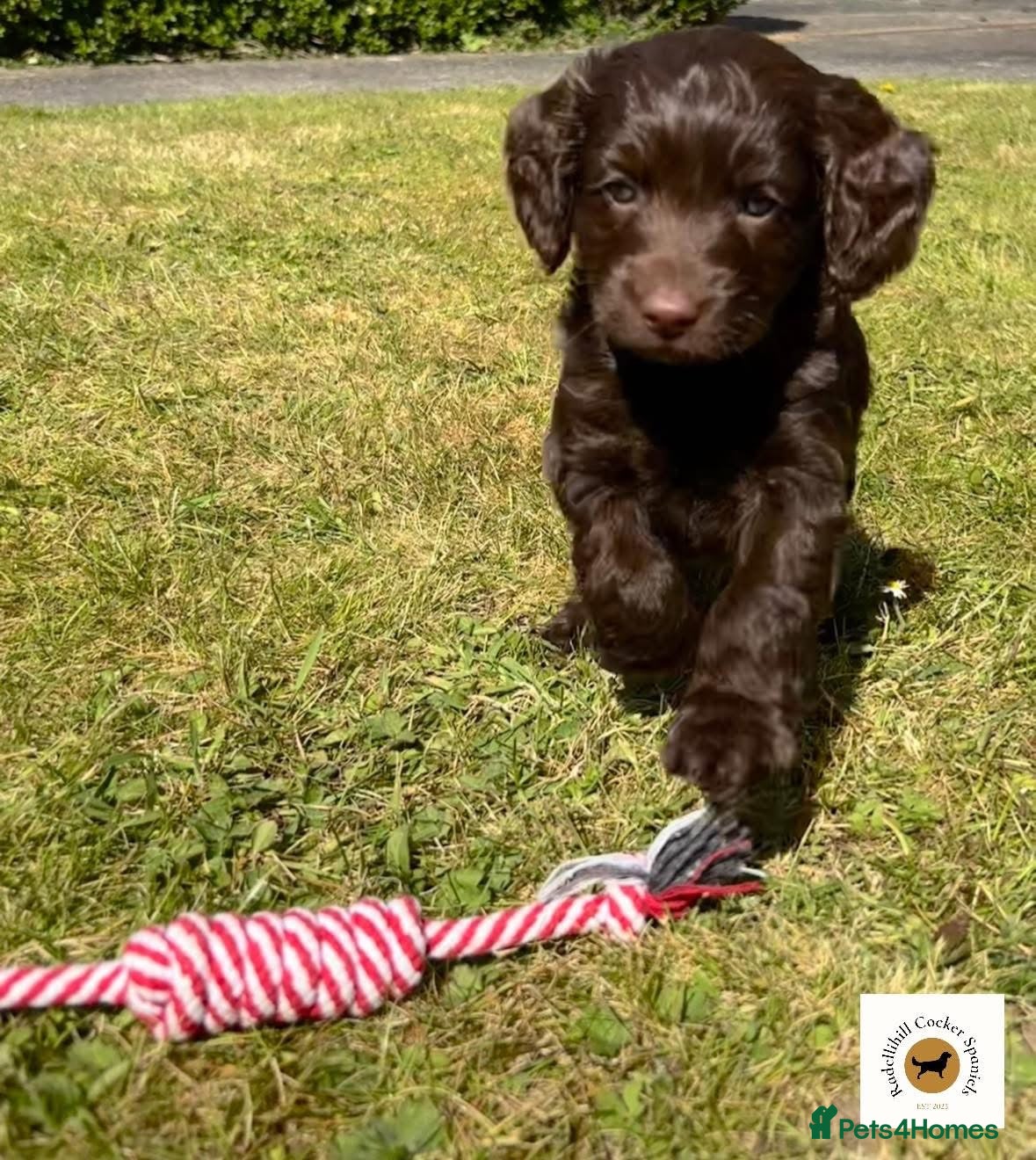 Cockapoo dogs Stunning F1 Cockapoos- ONLY CHOCOLATE GIRL LEFT - Advert 2