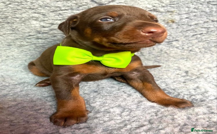 Dobermann dogs - Advert 1