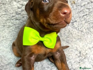 Dobermann dogs - Advert 1