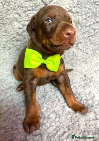 Dobermann dogs - Advert 1