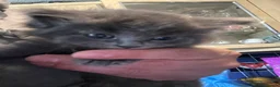 Ragdoll cats for sale: Ragdoll/Nebelung kittens - Advert 5