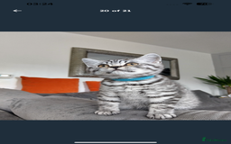 British Shorthair cats for sale: * Reduced * last BSH male kitten left - Image 10