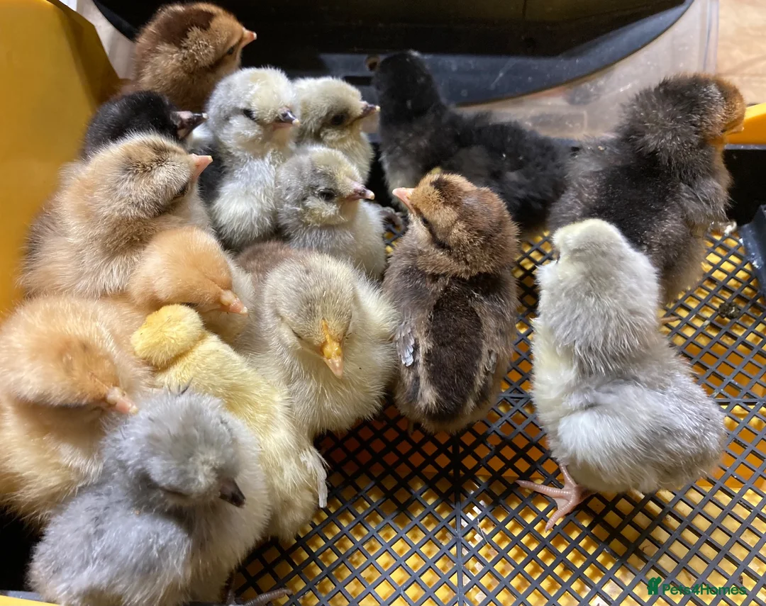 Mixed Breed poultry for sale: Hatching Eggs and Chicks! Guineas,Ducks & Chickens - Advert 6