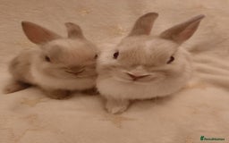 Netherland Dwarf rabbits for sale: Five Litters Of Netherland Dwarf Babies - Image 1