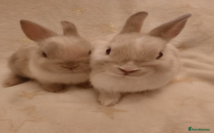 Netherland Dwarf rabbits - Advert 2