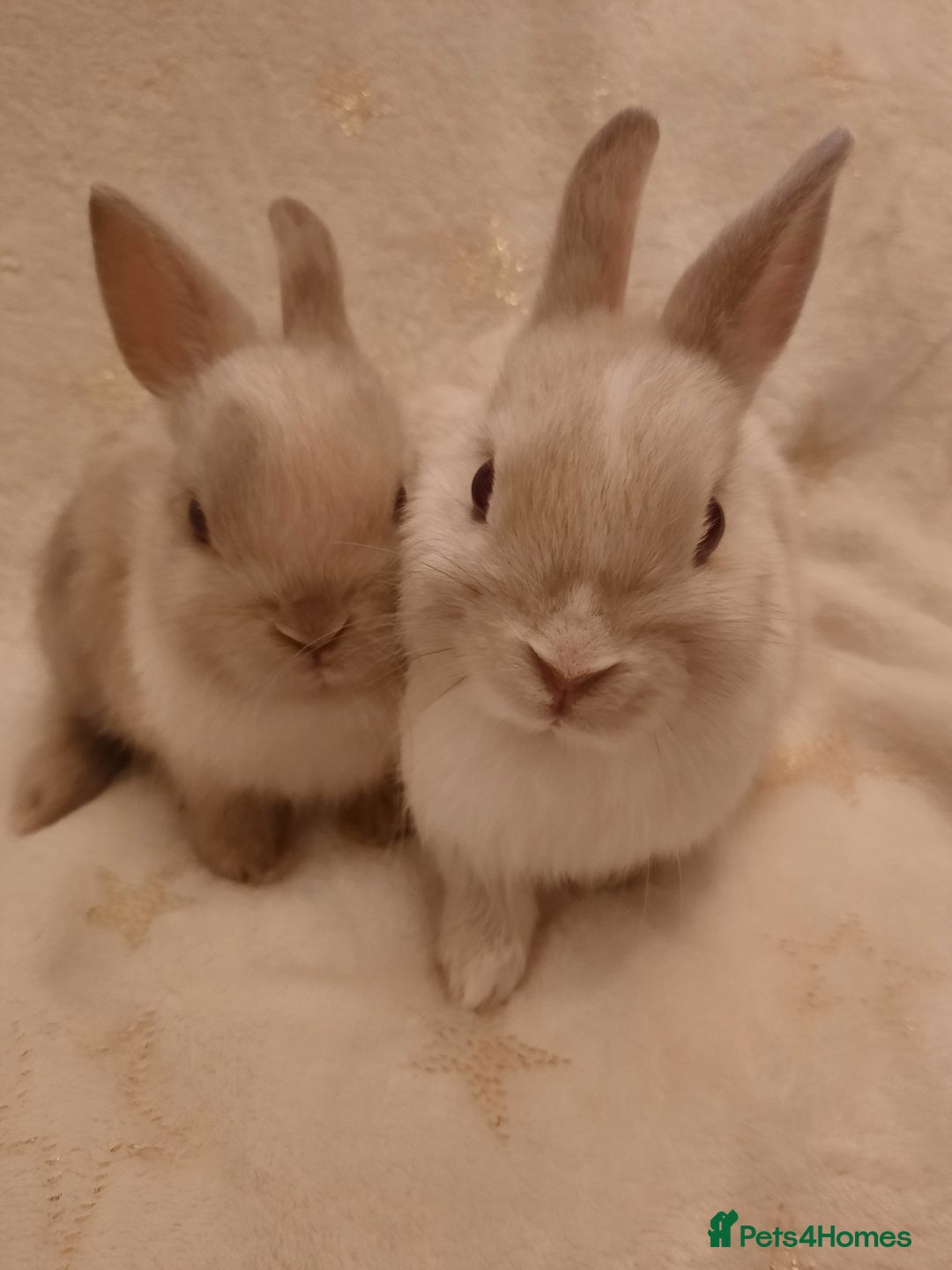 Netherland Dwarf rabbits for sale: Five Litters Of Netherland Dwarf Babies - Image 1