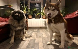 Mixed Breed dogs for sale: READY NOW! Caucasian Shepherd x Siberian Husky - Image 14