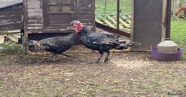 Turkeys poultry - Advert 14