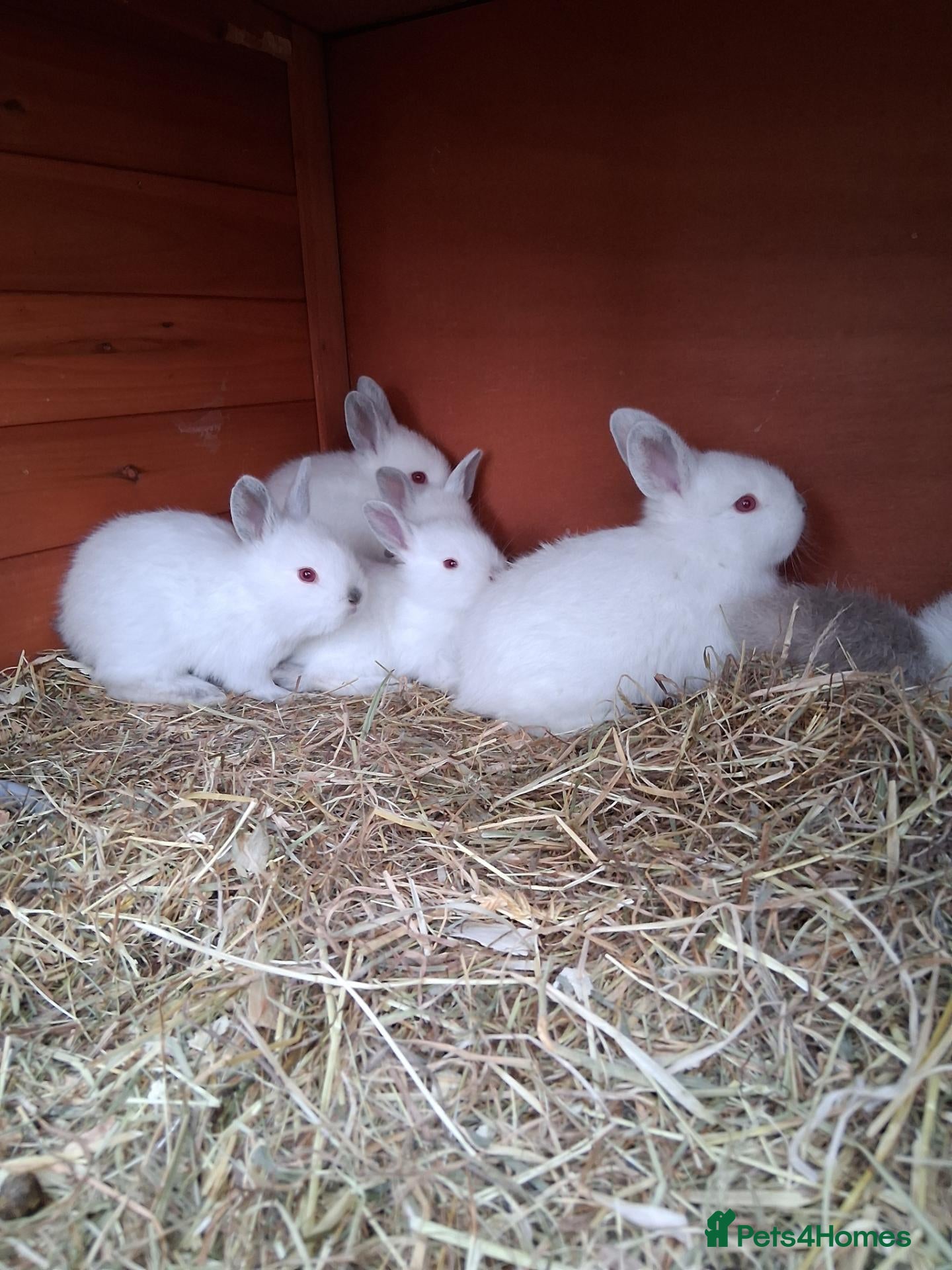 Californian rabbits Californian baby rabbits - Advert 1