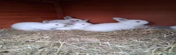 Californian rabbits for sale: Californian baby rabbits in Halesowen - Advert 1