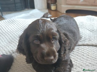 Cocker Spaniel dogs Cocker Spaniel Show type Chocolate 1 female left - Advert 18