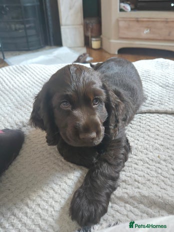 Cocker Spaniel dogs Cocker Spaniel Show type Chocolate 1 female left - Advert 15