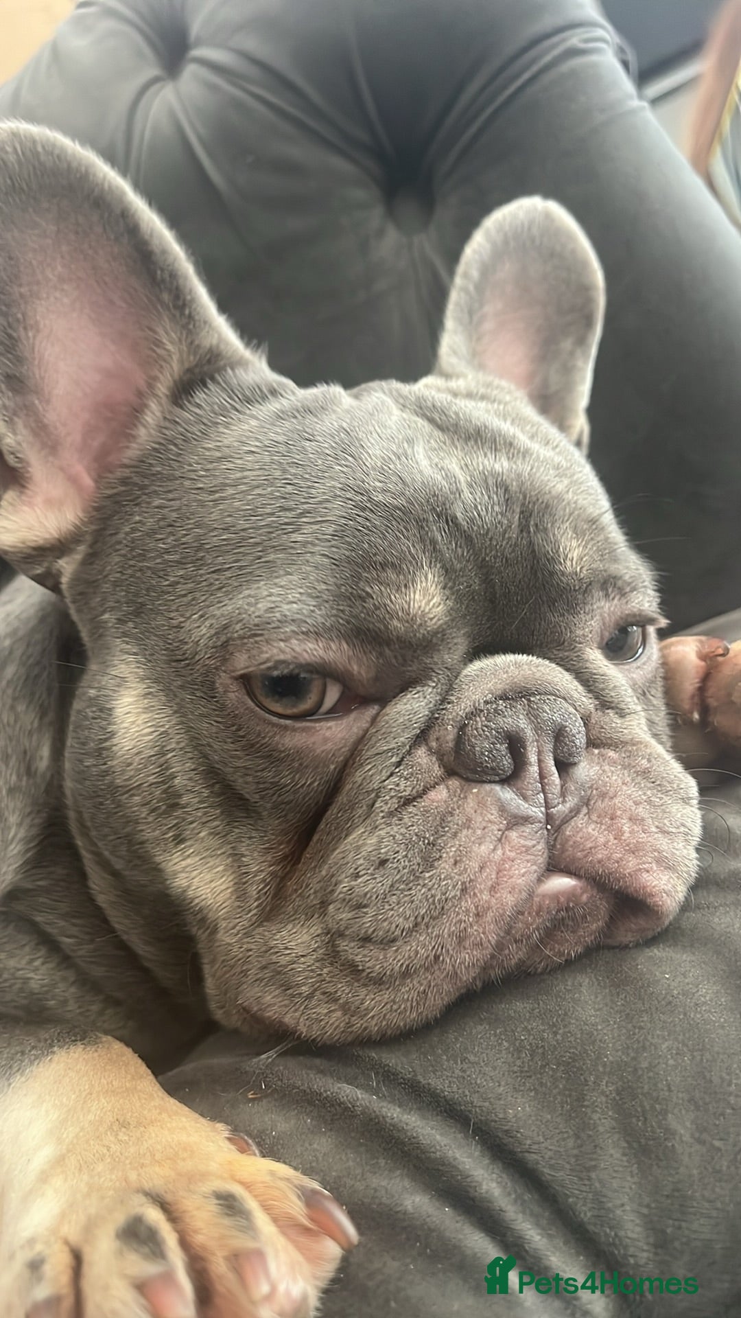 French Bulldog dogs Lilac and tan French bulldog stud carry Isabella - Advert 14