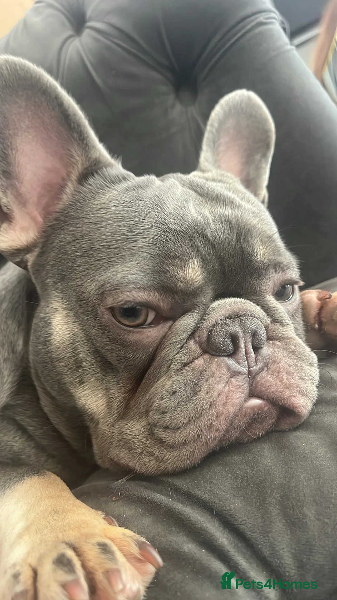 French Bulldog dogs for stud: Lilac and tan French bulldog stud carry Isabella - Advert 1