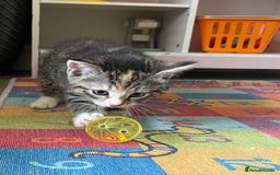 Domestic Shorthair cats for sale: Female Tabby and orange Kitten - Image 20