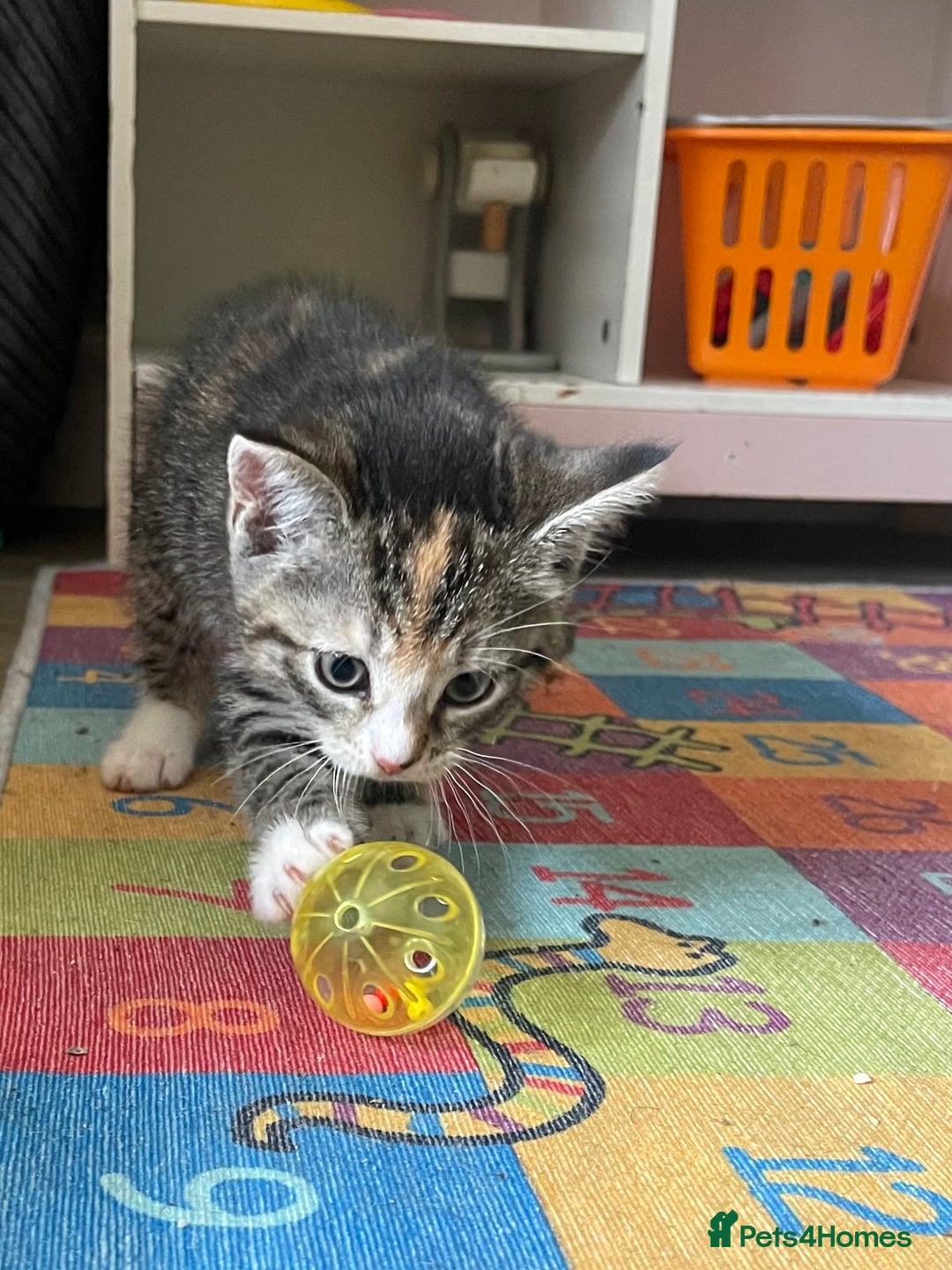 Domestic Shorthair cats for sale: Female Tabby and orange Kitten - Image 20