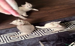 British Shorthair cats for sale: 2 lovely British short hair kitten girls - Image 3