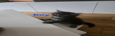 Maine Coon 1