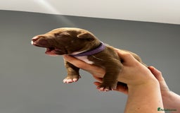 Mixed Breed dogs for sale: Staffy mix pups  - Image 8
