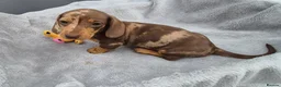 Miniature Dachshund dogs for sale: Gorgeous KC Registered, PRA Clear puppies  in Harlow - Advert 14