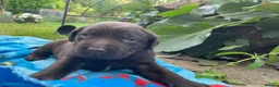 Labrador Retriever dogs for sale: 1 male Beautiful Labrador puppy available  - Advert 4