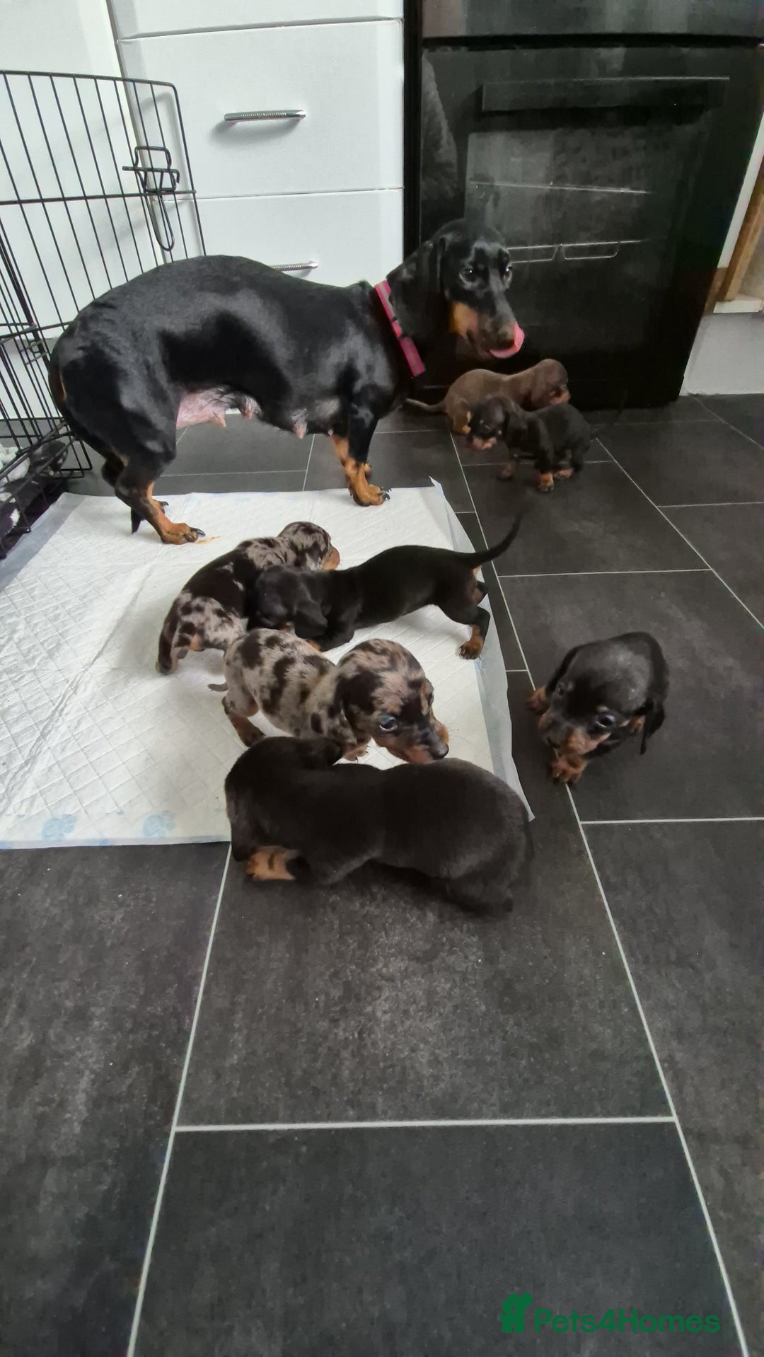 Miniature Dachshund dogs for sale: ❤️ 🐕 Miniature Dachshunds  - Image 3