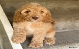 Cockapoo dogs for sale: F2 cockapoo puppies 🐶 ❤️ - Image 20