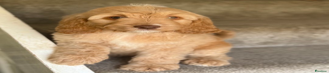 Cockapoo Puppy 4