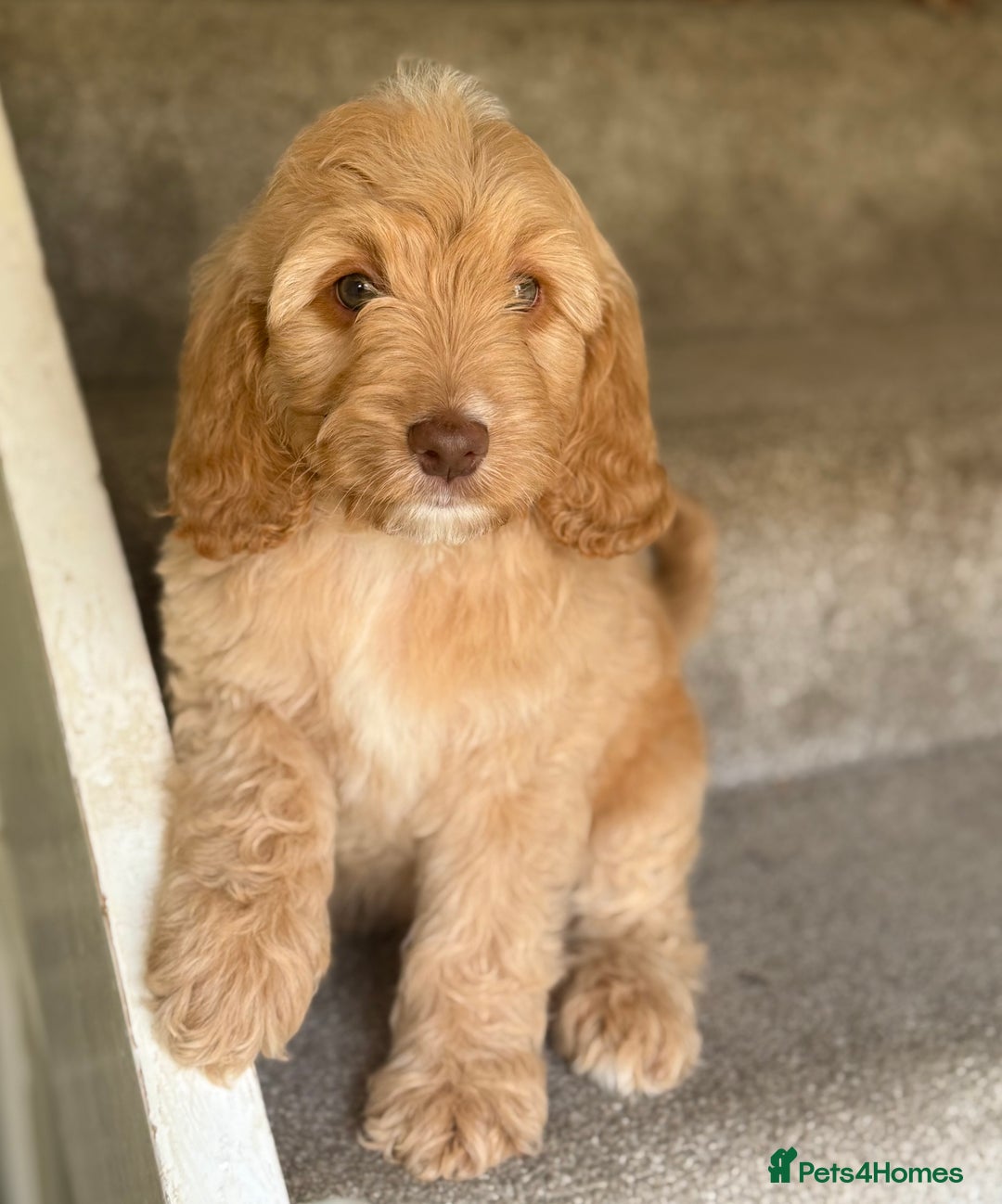 Cockapoo dogs for sale: F2 cockapoo puppies 🐶 ❤️ - Image 20