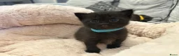 Scottish Fold cats for sale: Ragdoll x Scottish Fold - litter of 4!  - Advert 10