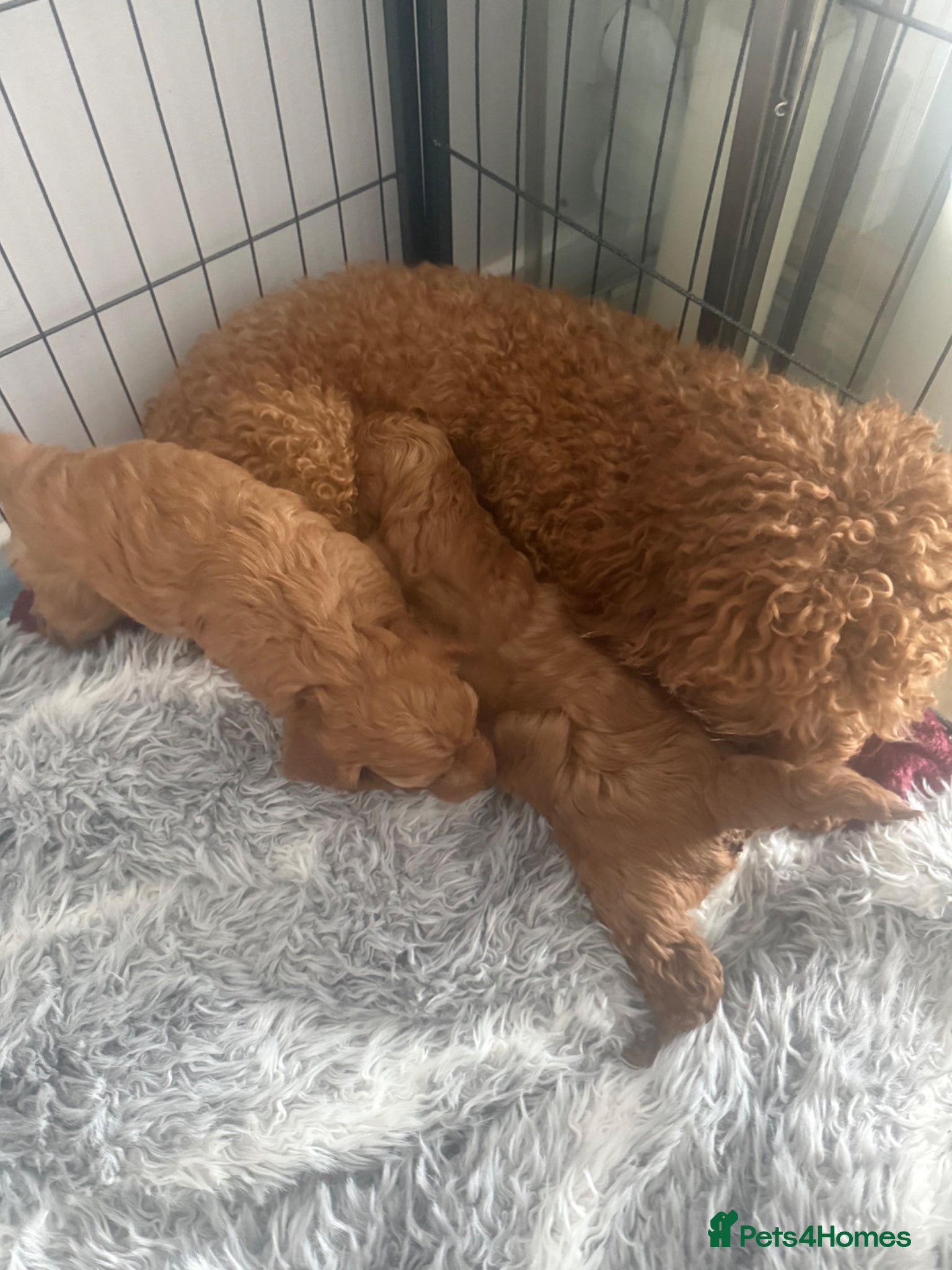 Cavapoo dogs Female red cavapoo  - Advert 2