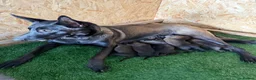 Belgian Shepherd Dog dogs for sale: DARK KC REG BELGIAN MALINOIS PUPPIES - Advert 3