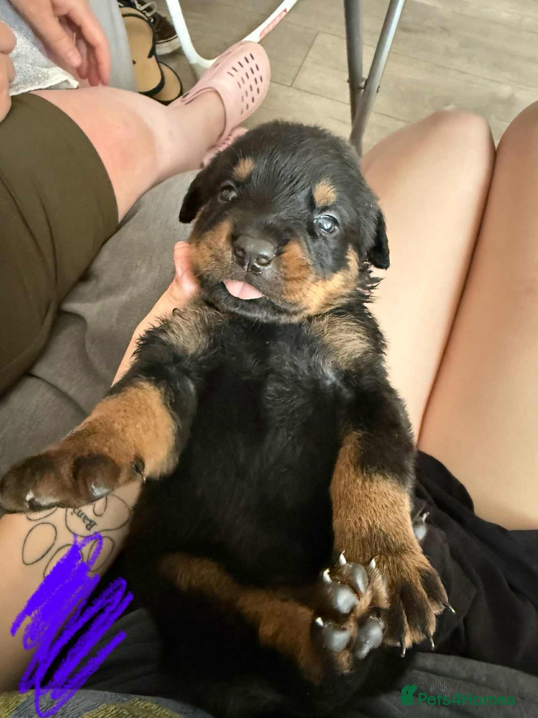 Rottweiler dogs for sale: Rottweiler puppies for sale - Image 9