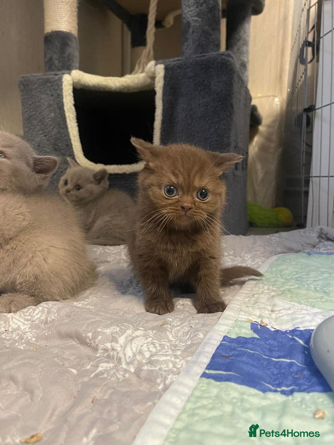 British Shorthair cats for sale: Purebred  British Shorthair Kittens - Advert 25
