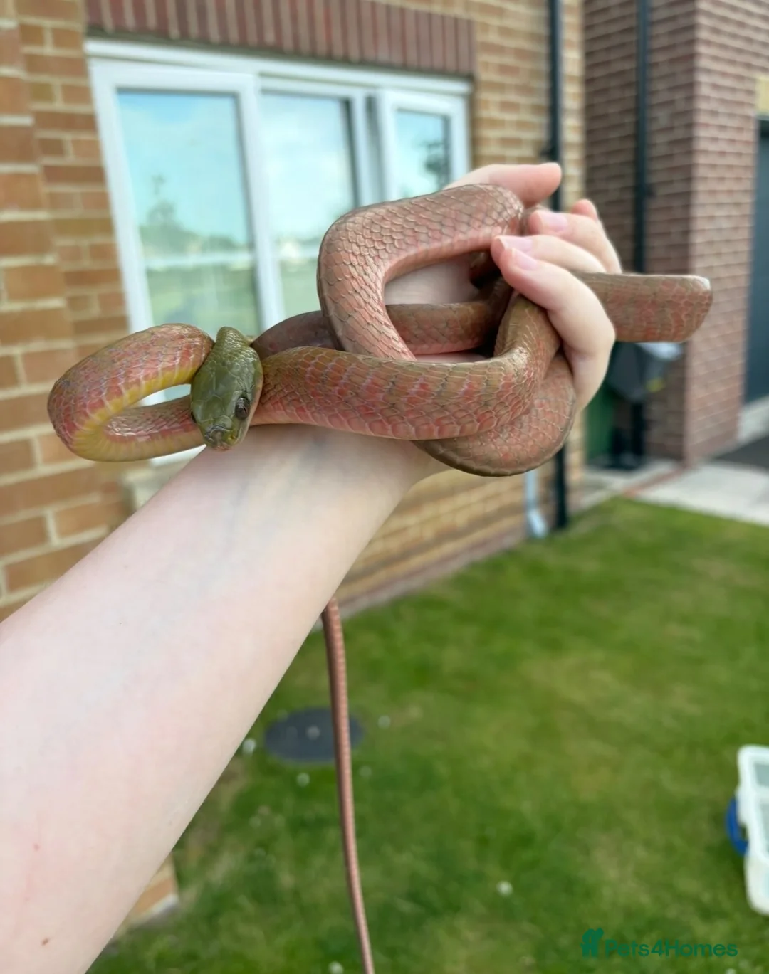 Mixed Breed reptiles for sale: Mixed reptiles for new homes  - Advert 2
