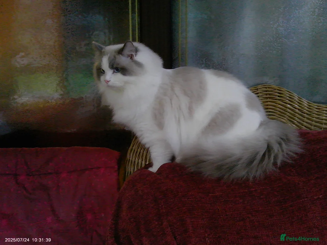 Ragdoll cats for adoption: 2 beautiful Ragdolls in need of rehoming - Advert 1