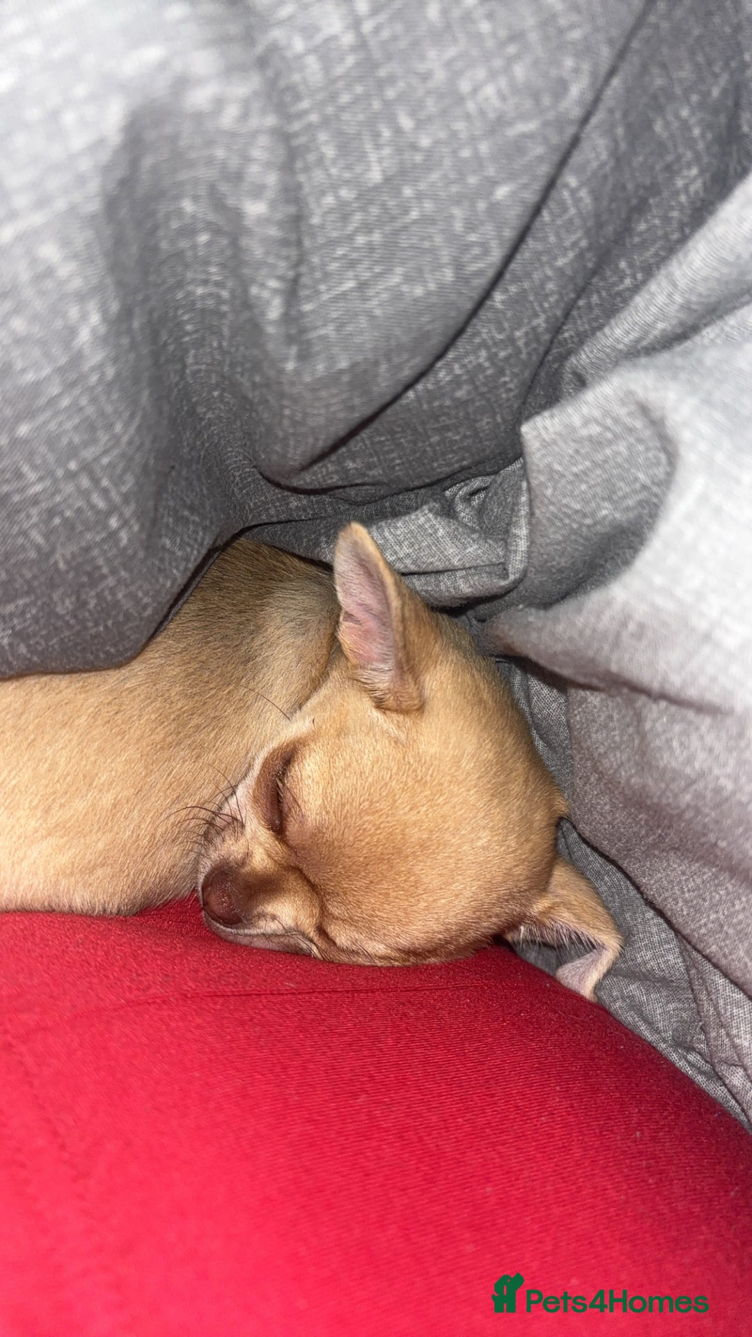 Chihuahua dogs for sale: XXS teacup chihuahua girl  - Image 8